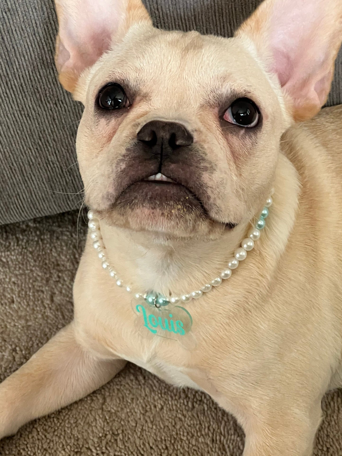 Pet Jewelry with Owner Bracelet! Matching Set!