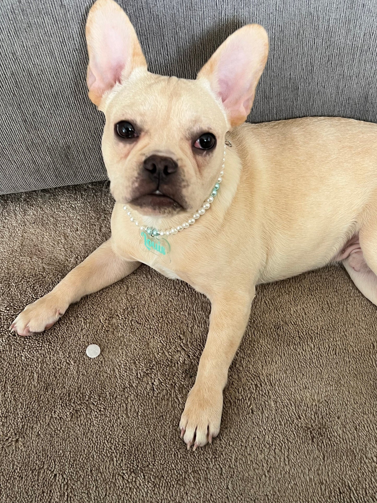 Bead Necklaces for your pets!